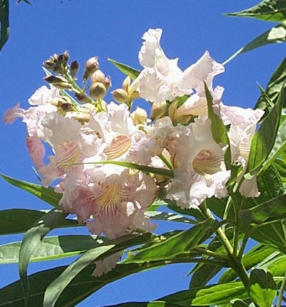 Plant photo of: Chitalpa tashkentensis 'Pink Dawn'