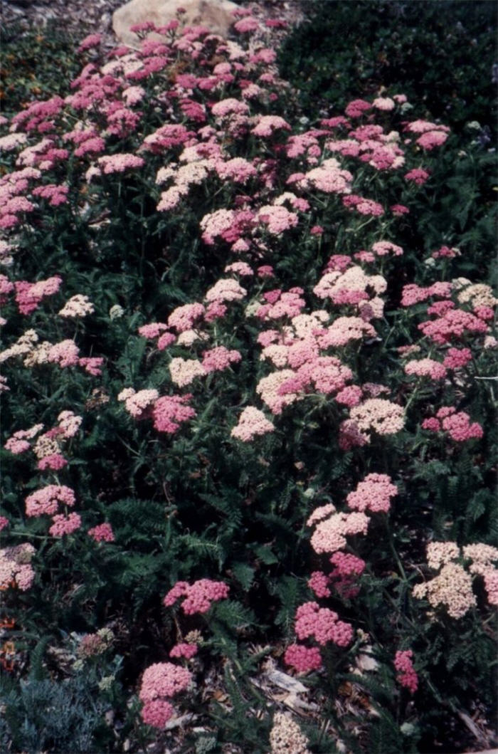 Achillea millefolium rosea