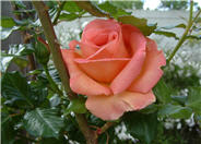 Hybrid Tea Rose (selections)